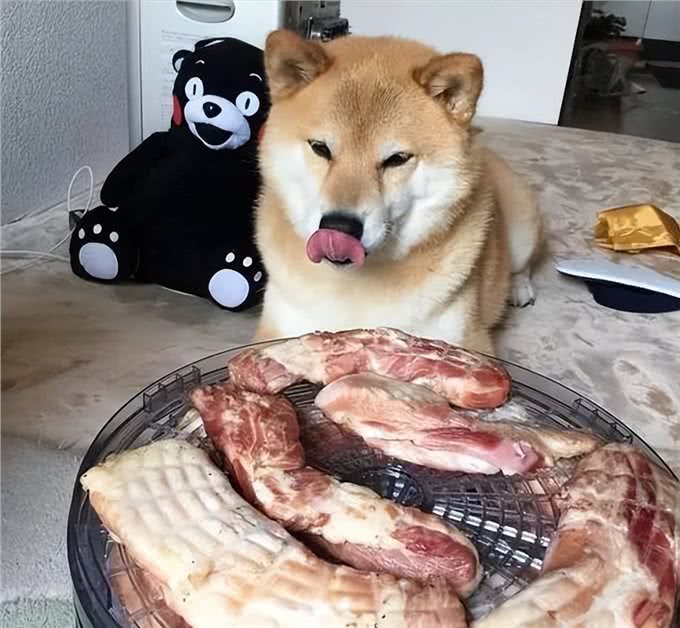 狗狗吃肉有多重要?即便已经接受狗粮,也要偶尔补肉