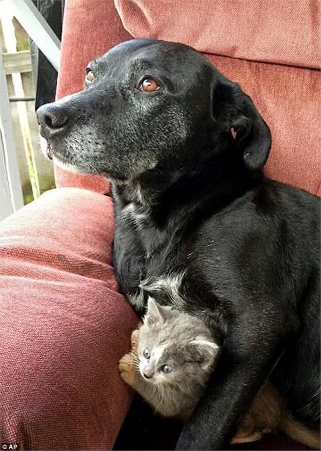 2条杀生无数的大型猎犬领养1只孤儿小猫，轮流当妈妈照顾小家伙