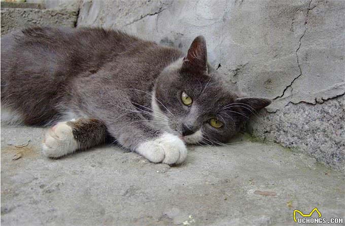 2条杀生无数的大型猎犬领养1只孤儿小猫，轮流当妈妈照顾小家伙