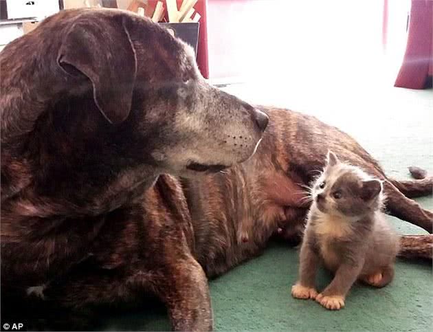 2条杀生无数的大型猎犬领养1只孤儿小猫，轮流当妈妈照顾小家伙