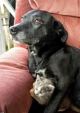 2条杀生无数的大型猎犬领养1只孤儿小猫，轮流当妈妈照顾小家伙