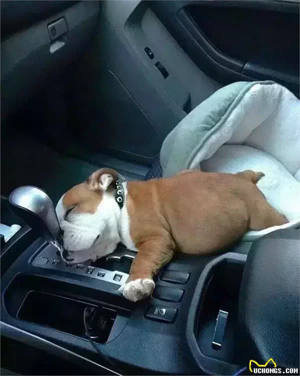 关于狗狗睡眠，你不知道的那些事儿