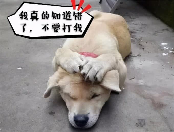 5种会折寿的养狗方式，劝你趁早收手