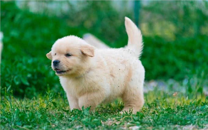 幼犬刚到家，该如何饲养?掌握这7点不难!