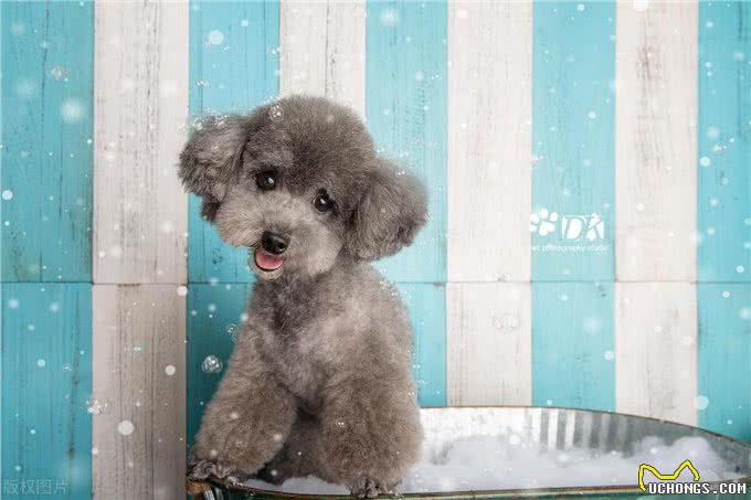 幼犬刚到家，该如何饲养?掌握这7点不难!