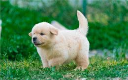 幼犬刚到家，该如何饲养?掌握这7点不难!