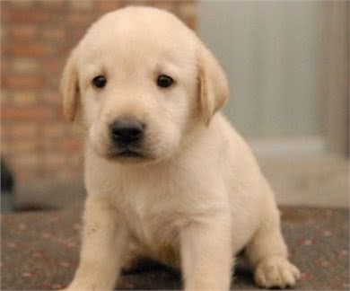 适合做导盲犬的拉布拉多犬，拥有这样多、这么好的性格特征