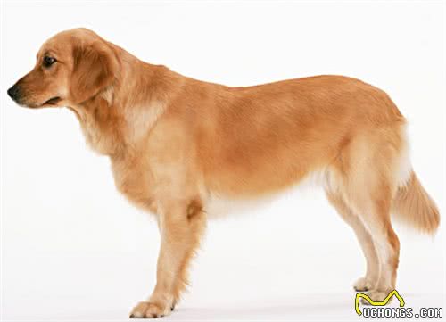 适合做导盲犬的拉布拉多犬，拥有这样多、这么好的性格特征