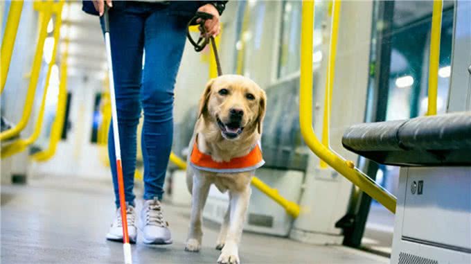 服务犬的专业使命:超越陪伴的责任