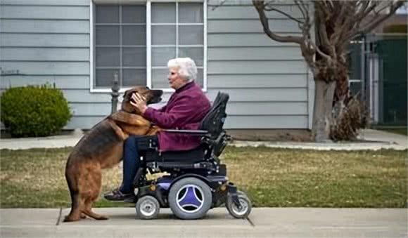 服务犬的专业使命:超越陪伴的责任
