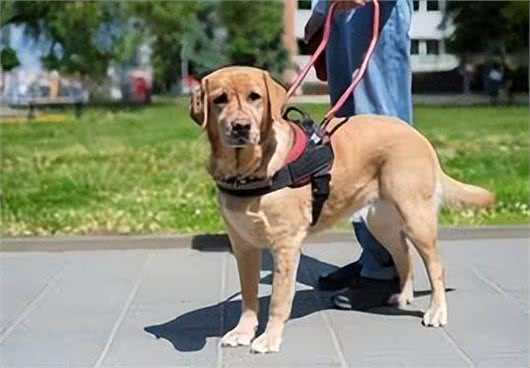 服务犬的专业使命:超越陪伴的责任