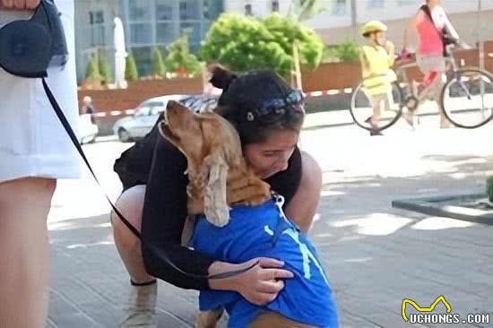 服务犬的专业使命:超越陪伴的责任