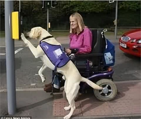 服务犬的专业使命:超越陪伴的责任