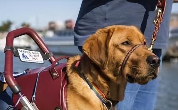 服务犬的专业使命:超越陪伴的责任