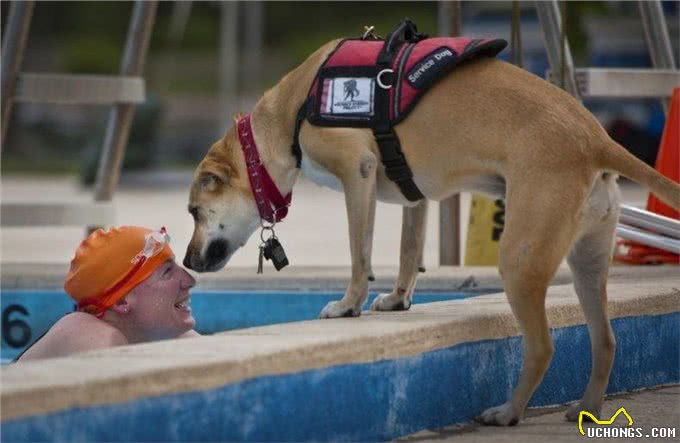 服务犬的专业使命:超越陪伴的责任