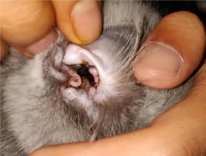 你的猫感染过耳螨吗?兽医教你如何预防及治疗