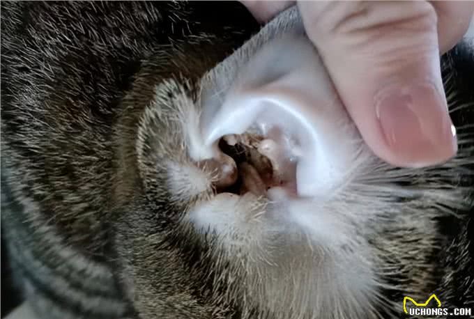 你的猫感染过耳螨吗?兽医教你如何预防及治疗