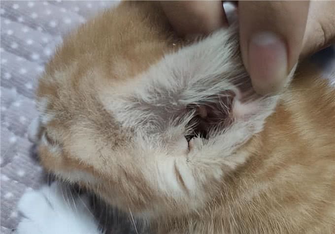 你的猫感染过耳螨吗?兽医教你如何预防及治疗