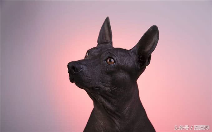 世界名犬—美洲无毛梗（梗类犬）
