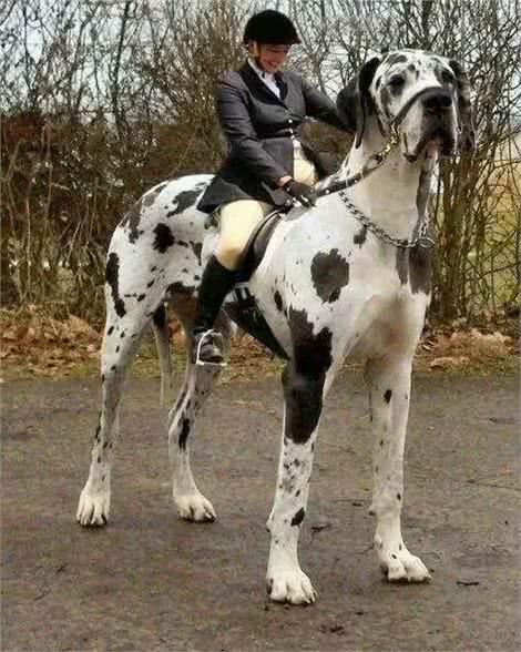 世界10大超大型猛犬，藏獒在它们面前像玩具，你见过最大的狗吗?
