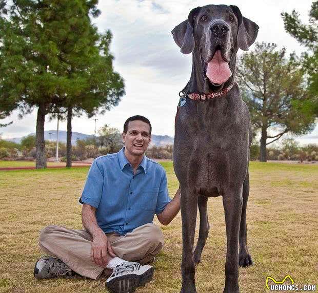 世界10大超大型猛犬，藏獒在它们面前像玩具，你见过最大的狗吗?