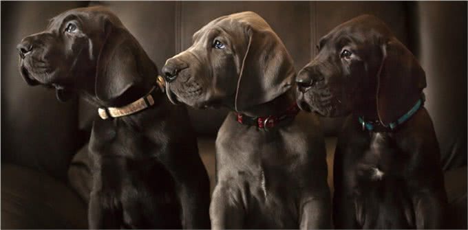 世界10大超大型猛犬，藏獒在它们面前像玩具，你见过最大的狗吗?