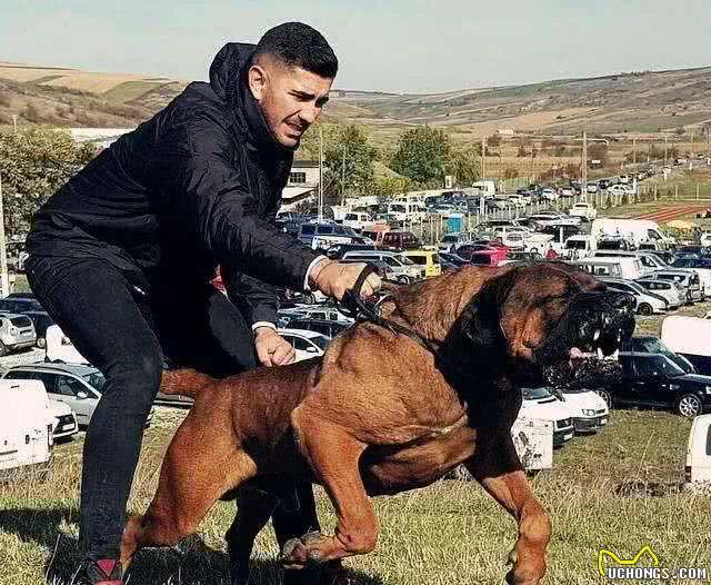 世界10大超大型猛犬，藏獒在它们面前像玩具，你见过最大的狗吗?