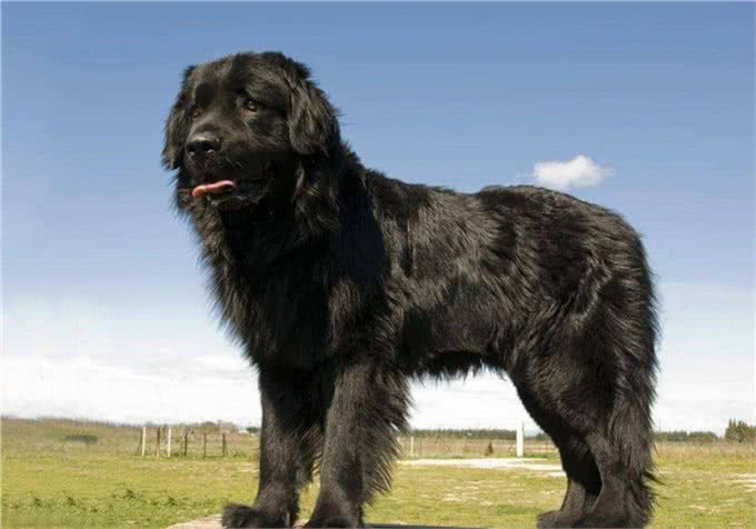 世界10大超大型猛犬，藏獒在它们面前像玩具，你见过最大的狗吗?