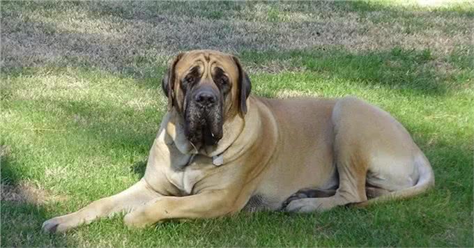 世界10大超大型猛犬，藏獒在它们面前像玩具，你见过最大的狗吗?