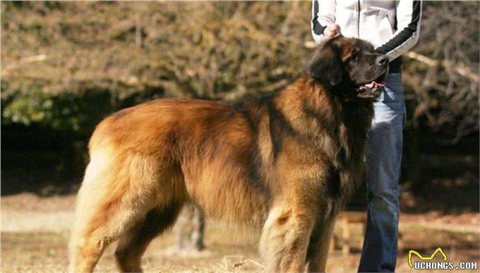 世界10大超大型猛犬，藏獒在它们面前像玩具，你见过最大的狗吗?