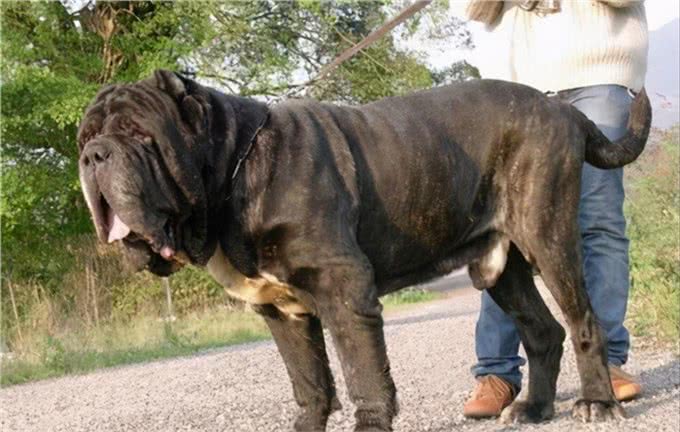 世界10大超大型猛犬，藏獒在它们面前像玩具，你见过最大的狗吗?