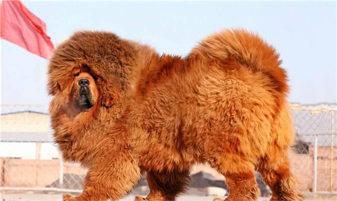 世界10大超大型猛犬，藏獒在它们面前像玩具，你见过最大的狗吗?