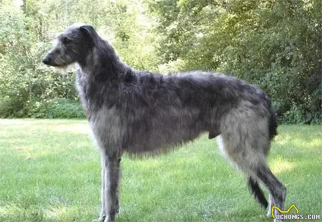 世界10大超大型猛犬，藏獒在它们面前像玩具，你见过最大的狗吗?