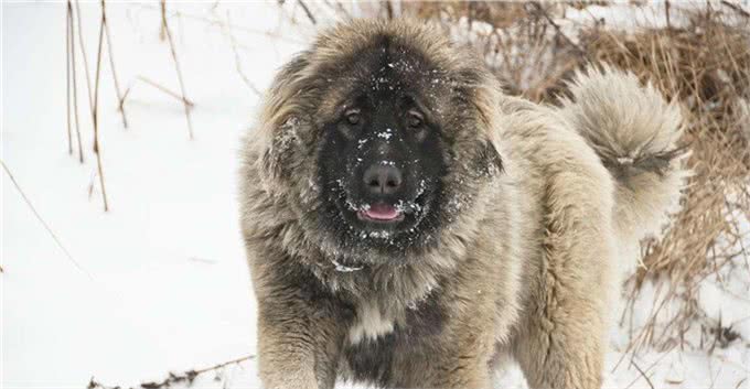 世界10大超大型猛犬，藏獒在它们面前像玩具，你见过最大的狗吗?