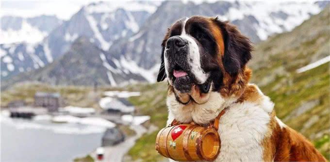 世界10大超大型猛犬，藏獒在它们面前像玩具，你见过最大的狗吗?