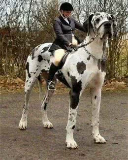 世界10大超大型猛犬，藏獒在它们面前像玩具，你见过最大的狗吗?