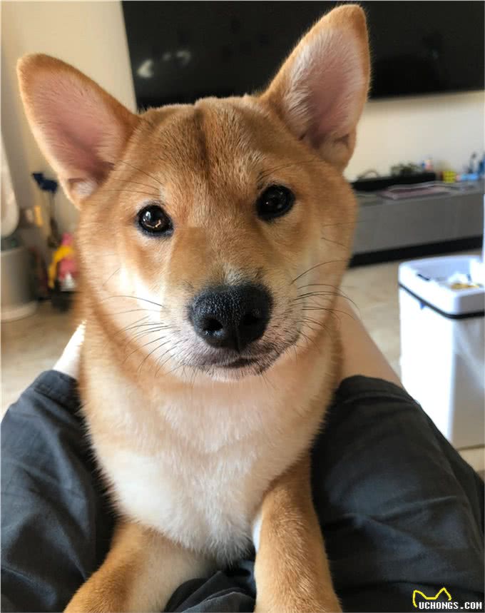 狗狗应该吃什么?