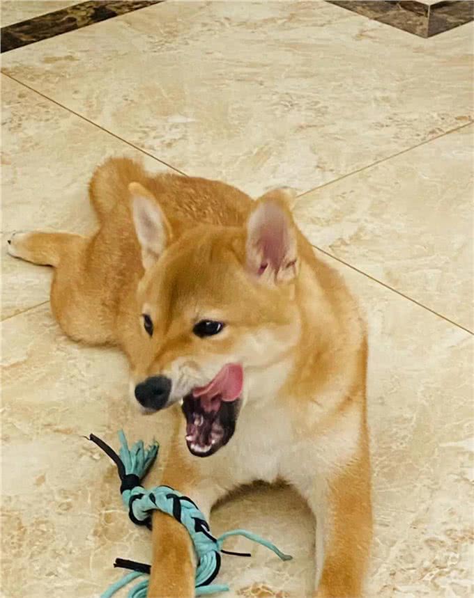 狗狗应该吃什么?