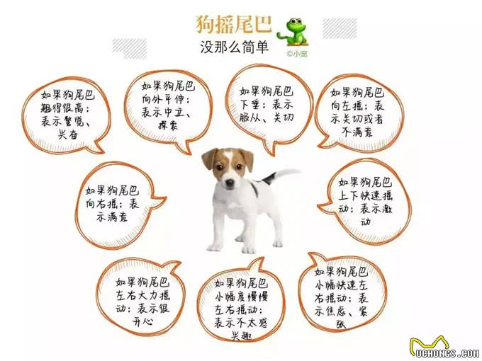 狗摇尾巴意味着它很喜欢你吗?这儿想告诉你9个狗尾巴的秘密
