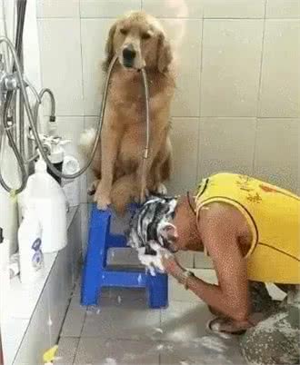 你有被狗狗的智商惊到过么?