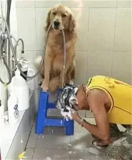你有被狗狗的智商惊到过么?
