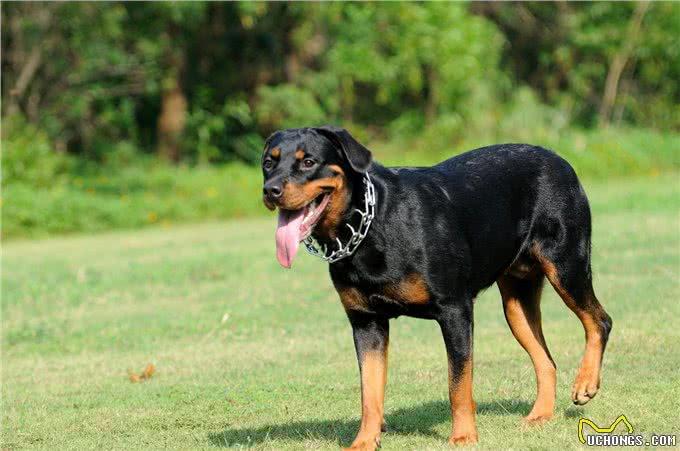 4大最适合别墅保卫犬种，却没有藏獒在内