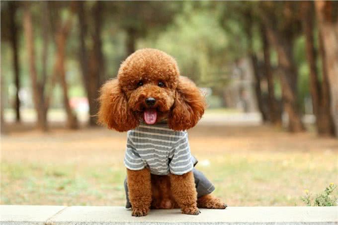 老年泰迪犬喂养秘籍:泰迪犬科学喂养与全方位照顾指南!