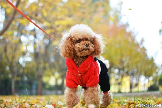 老年泰迪犬喂养秘籍:泰迪犬科学喂养与全方位照顾指南!