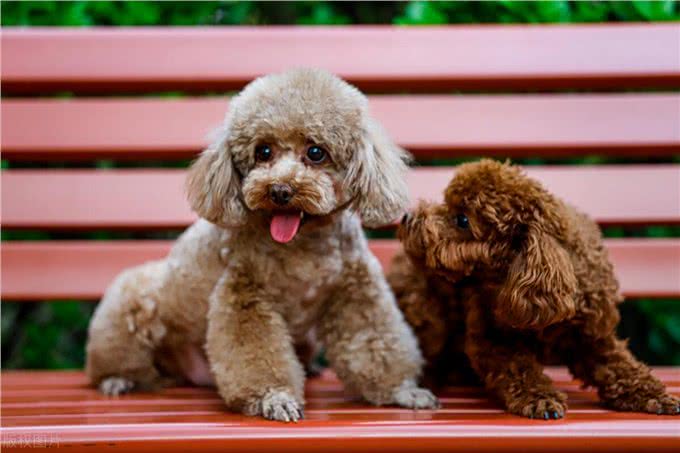 老年泰迪犬喂养秘籍:泰迪犬科学喂养与全方位照顾指南!