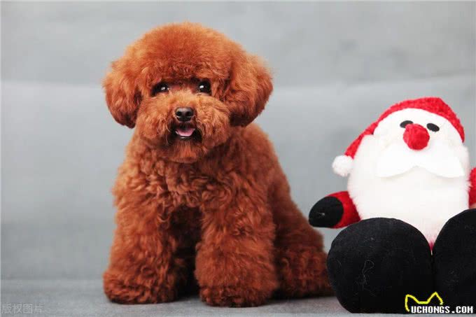 老年泰迪犬喂养秘籍:泰迪犬科学喂养与全方位照顾指南!