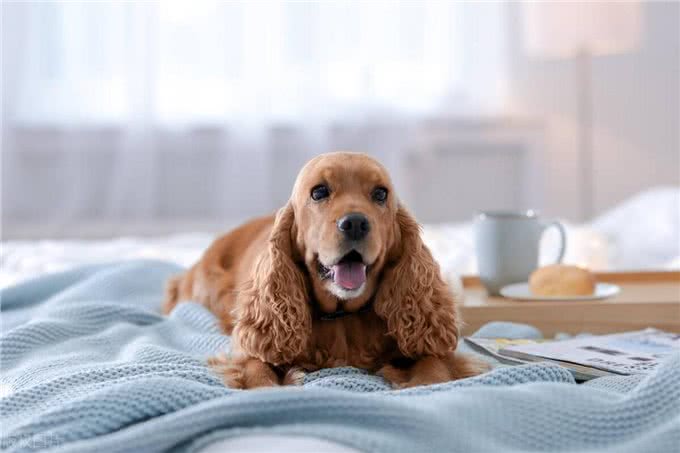 老年泰迪犬喂养秘籍:泰迪犬科学喂养与全方位照顾指南!