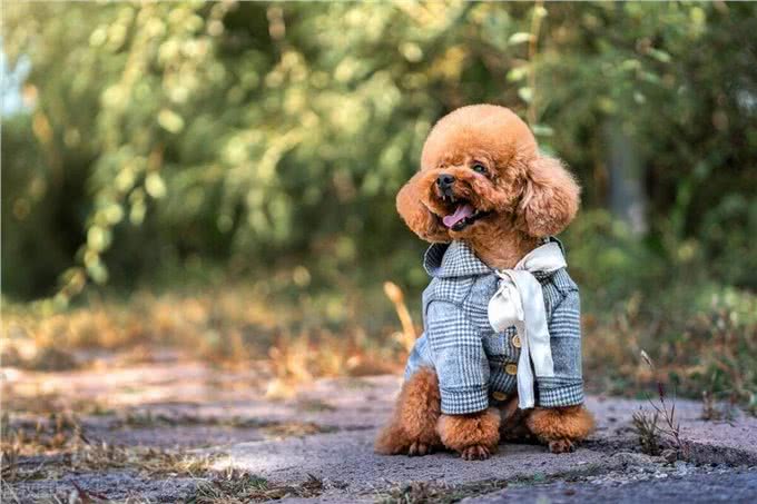 老年泰迪犬喂养秘籍:泰迪犬科学喂养与全方位照顾指南!
