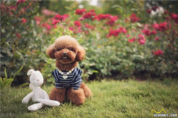 老年泰迪犬喂养秘籍:泰迪犬科学喂养与全方位照顾指南!