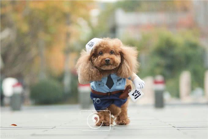 老年泰迪犬喂养秘籍:泰迪犬科学喂养与全方位照顾指南!